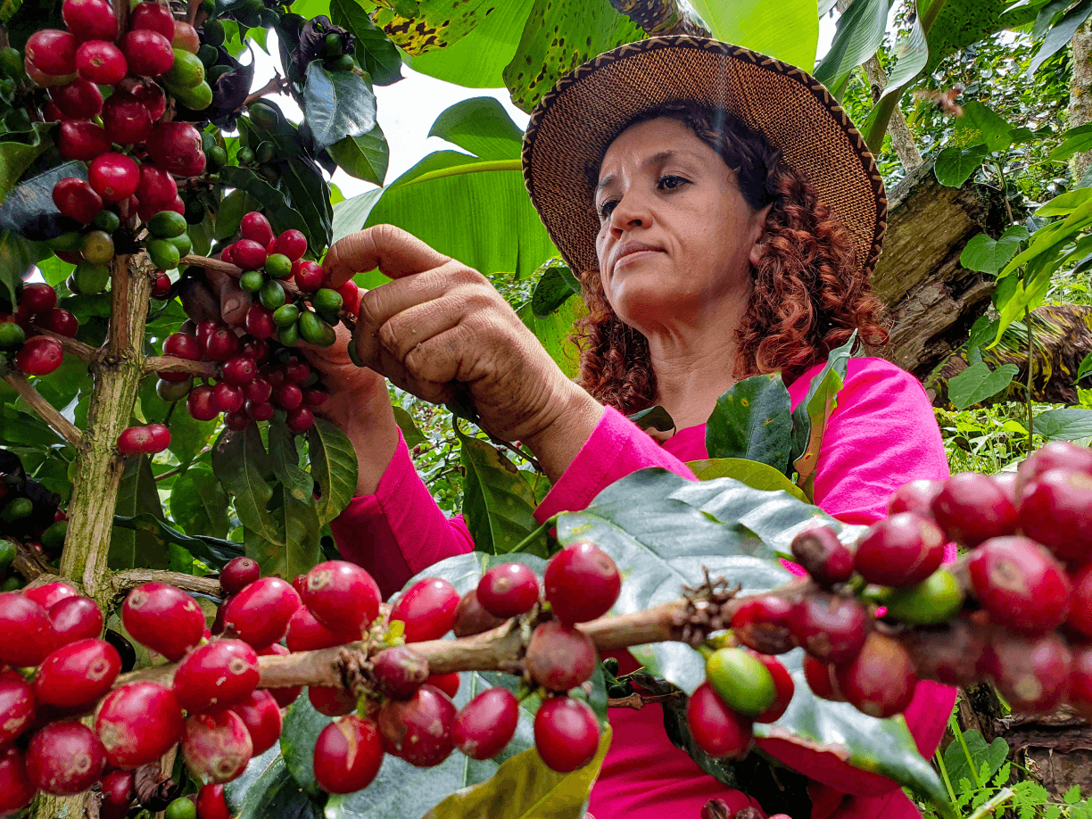 sourcing-the-best-artisan-coffee-beans 